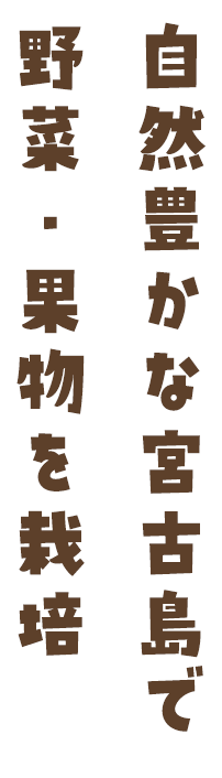 自然豊かな宮古島で野菜・果物を栽培